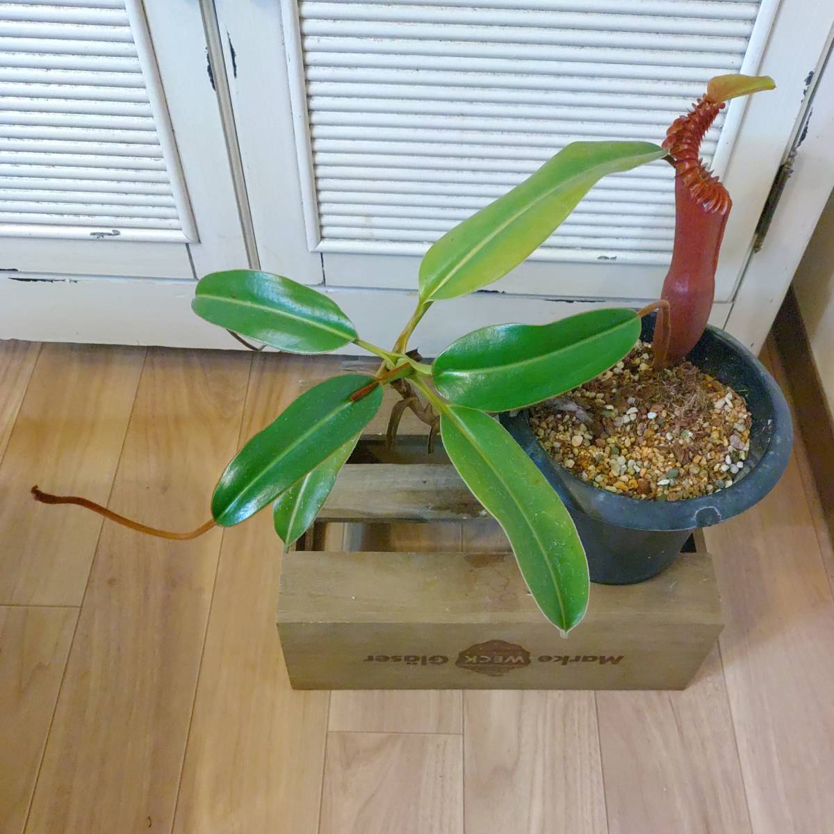 ☆1円スタート☆Nepenthes edwardsiana (ネペンテス・エドワード