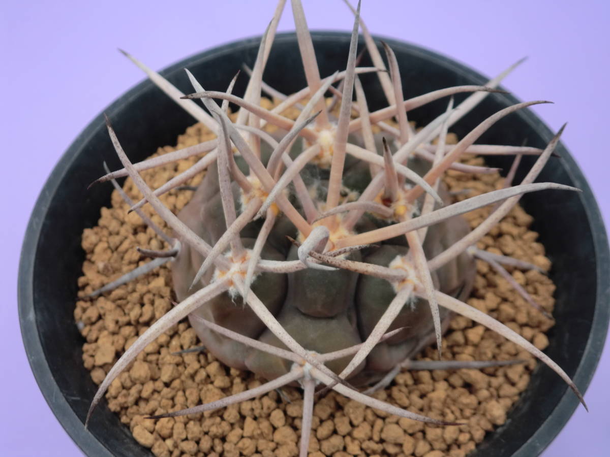  サボテン 多肉植物 守金摩天竜 実生(サボテン)｜売買されたオークション情報、yahooの商品情報をアーカイブ公開 - オークファン サボテン