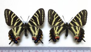 国産蝶標本 ギフチョウ斑紋異常 兵庫県西脇市産①