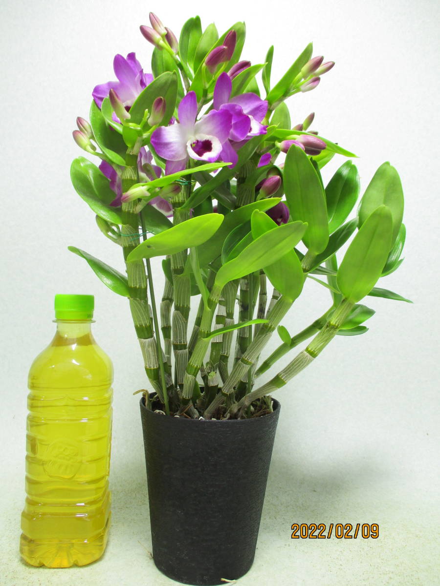 感謝価格 讃岐屋緑兵衛 デンドロビウム スイートキャンディ 全高 42 同梱包