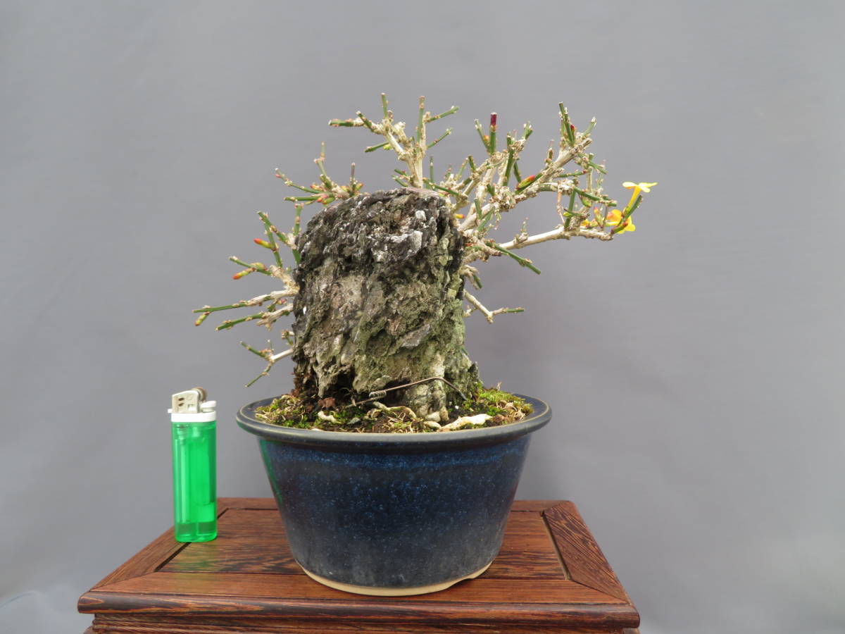 小品盆栽】 黄梅 古木 石付き 花付き(盆栽)｜売買されたオークション 