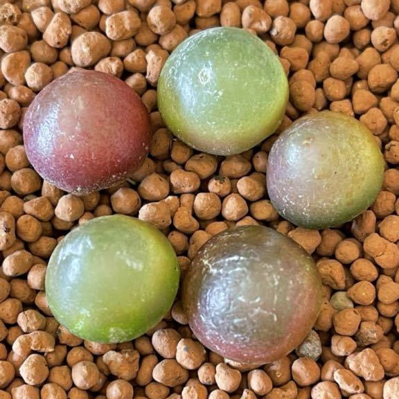  多肉植物 コノフィツム ブルゲリ 5苗(サボテン)｜売買されたオークション情報、yahooの商品情報をアーカイブ公開 - オークファン サボテン
