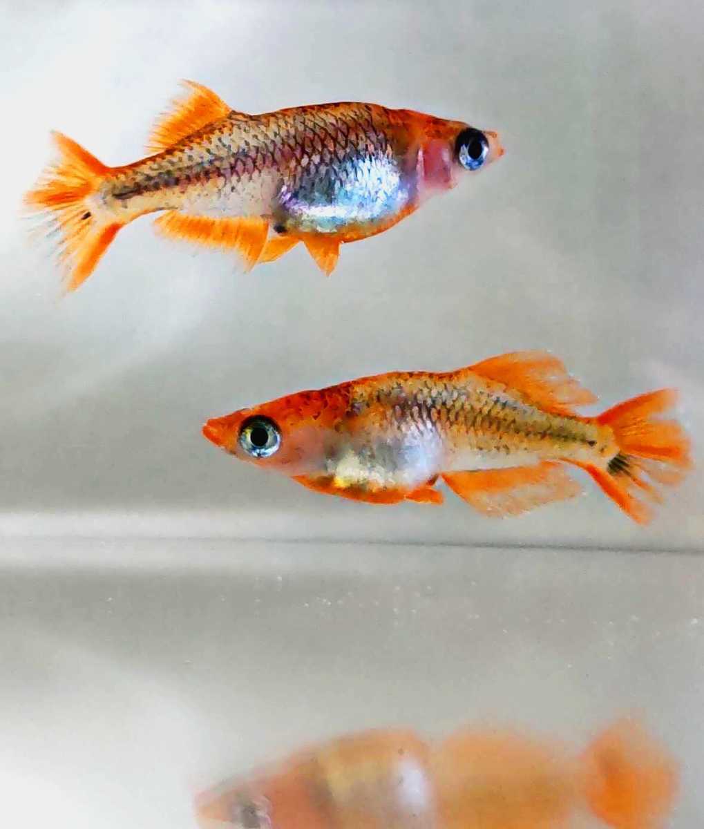 四季部めだか 極上ブラックリム 有精卵10個 保証分a個 乙姫 女雛 ブラックリム 紅薊 篤姫 ヒカリ体型 ラメ めだか 売買されたオークション情報 Yahooの商品情報をアーカイブ公開 オークファン Aucfan Com