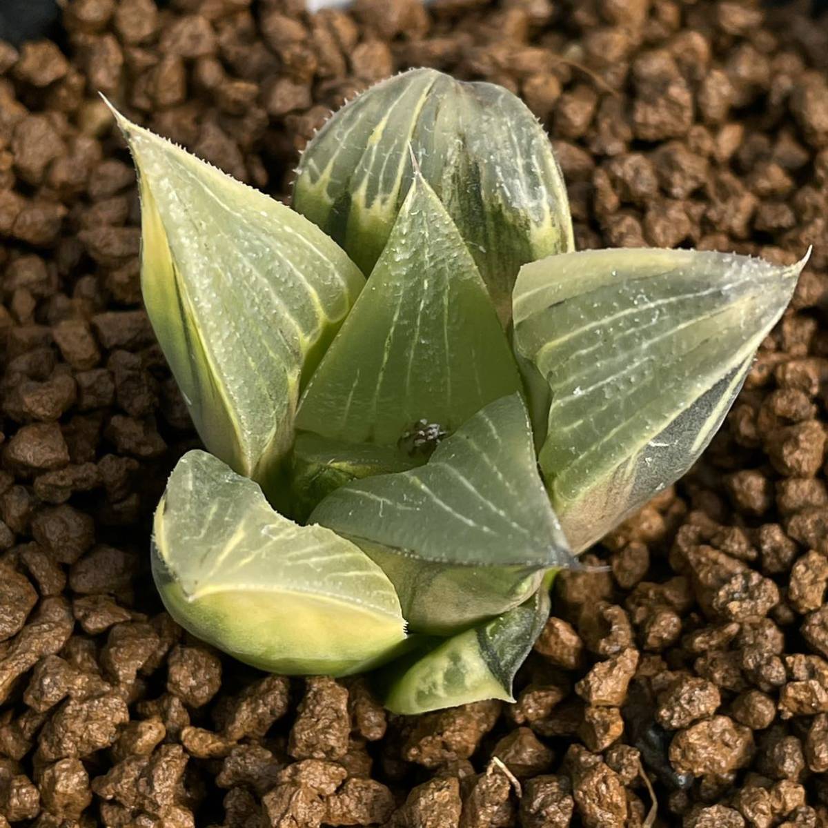 ハオルチア ≧∇≦）多肉植物 阿房宮交配 実生苗 阿房宮×裏般若 カキ仔 （