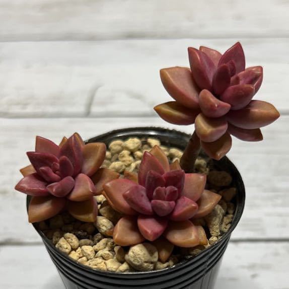 多肉植物 カット苗 ピーチ姫 ブロンズ姫錦 No 67 サボテン 売買されたオークション情報 Yahooの商品情報をアーカイブ公開 オークファン Aucfan Com