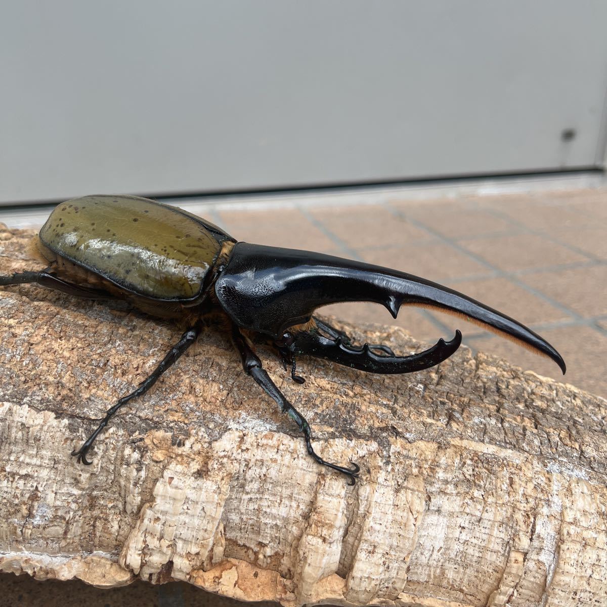 D Hヘラクレス 154mm 太め個体 Milkcreation Fr