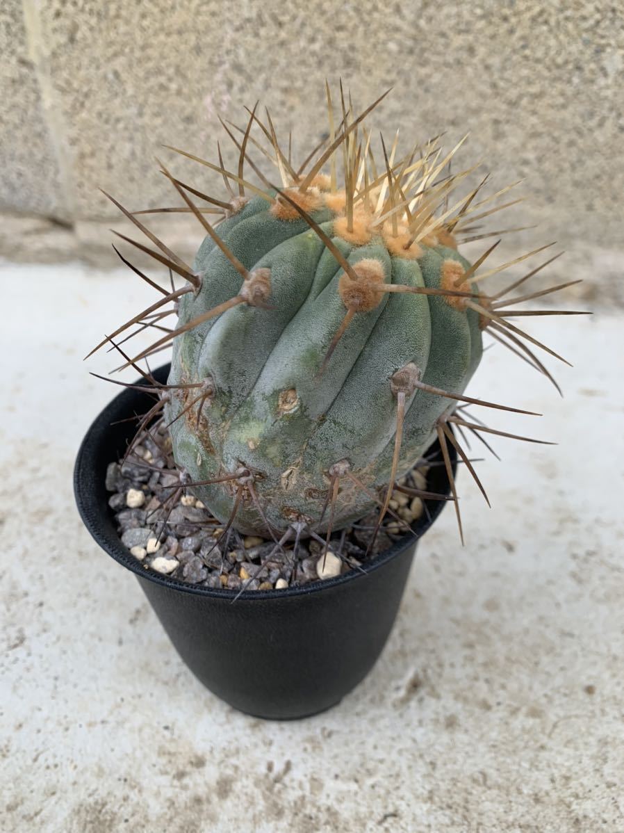 22・ハセルトニアナ・サボテン 22・ハセルトニアナ・サボテン 多肉植物