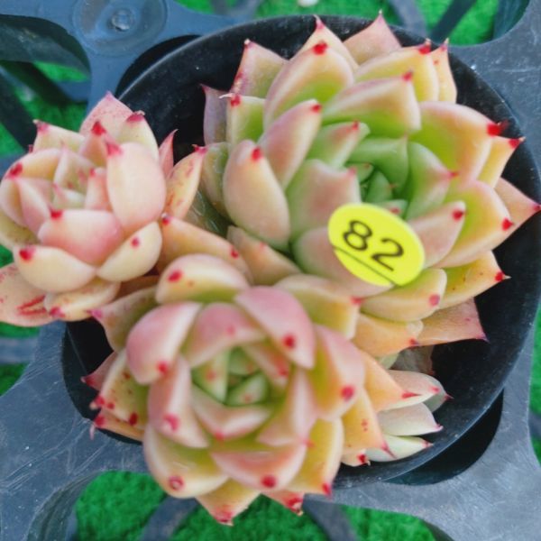0226-Y282 夕焼けゴールド エケベリア 多肉植物 韓国苗 宝花農園 