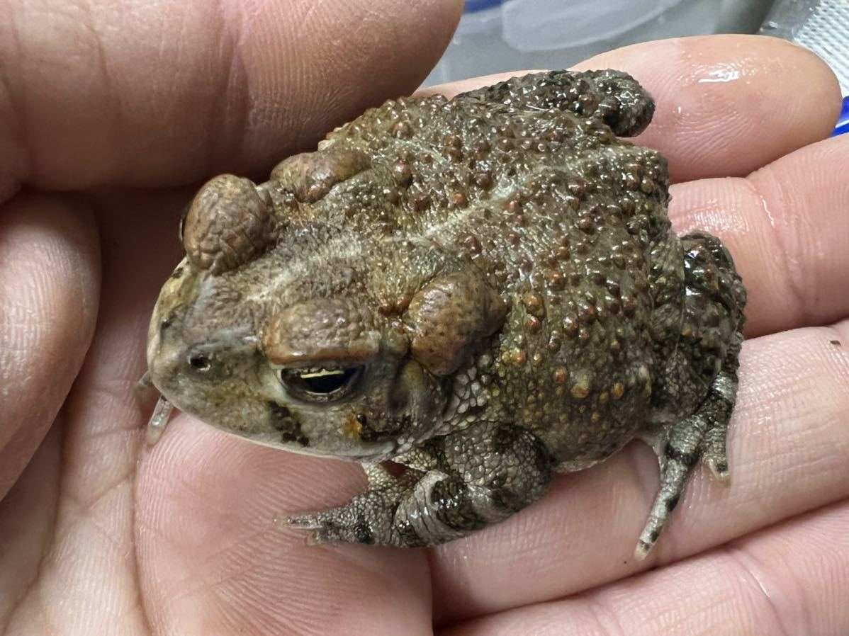 ミドリヒキガエル ナンブヒキガエル ミナミミドリヒキガエル アダルト 2歳 カエル 売買されたオークション情報 Yahooの商品情報をアーカイブ公開 オークファン Aucfan Com