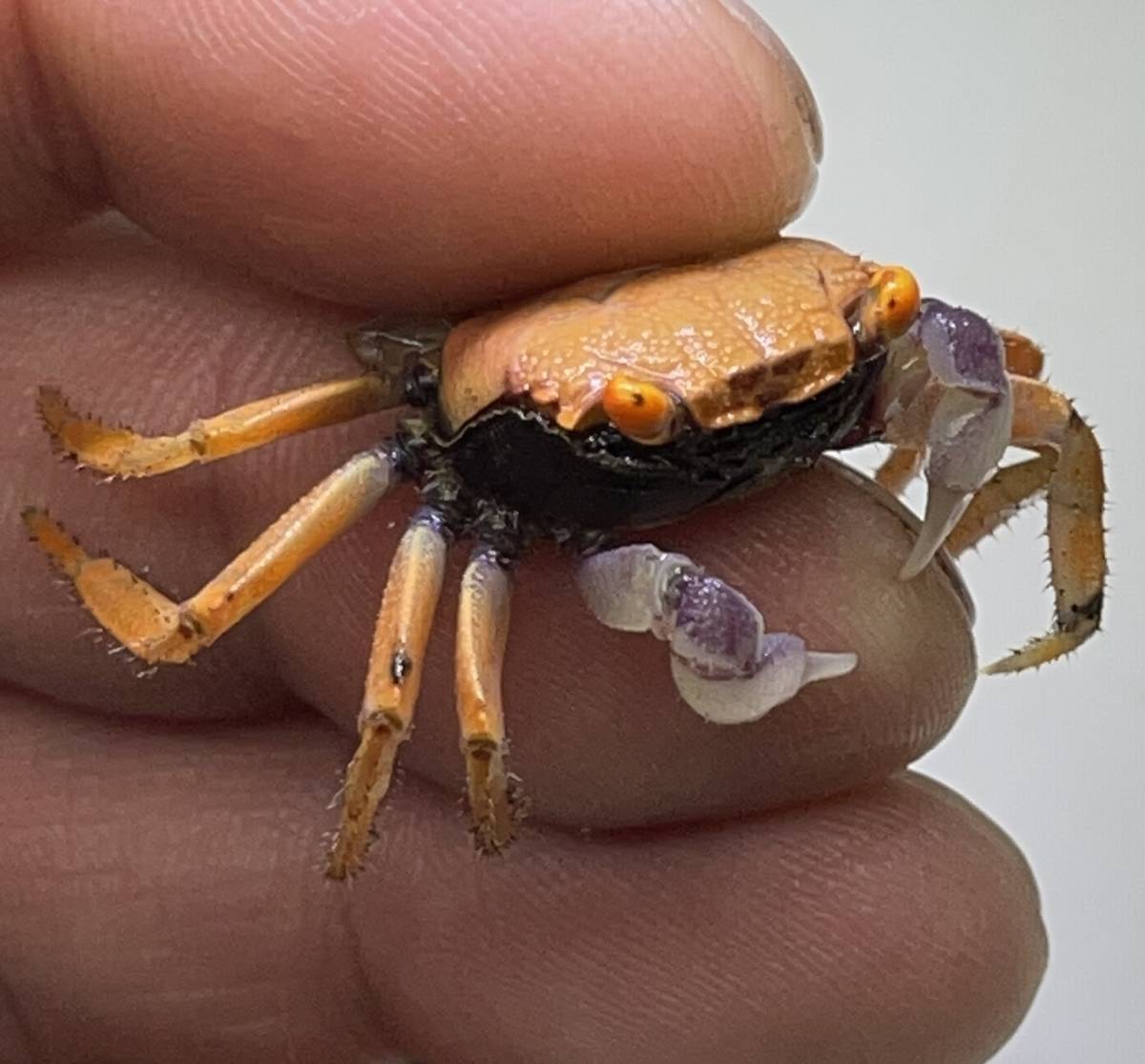 レッドカーニバルバンパイアクラブ 生体 ドワーフクラブ 小型 淡水ガニ 淡水性 甲殻類 カニ 蟹 テラリウム その他 売買されたオークション情報 Yahooの商品情報をアーカイブ公開 オークファン Aucfan Com