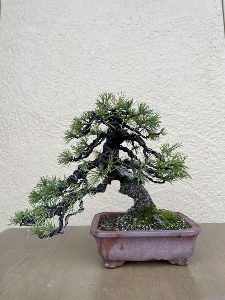 模様木 五葉松 盆栽 松 Www Theivyspa Com