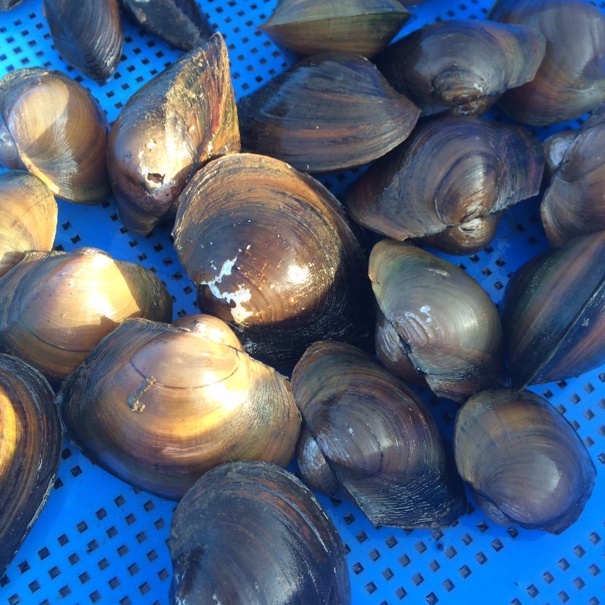 漁師直送マルドブガイとイシガイのセット タナゴ 繁殖 母貝 カネヒラ 二枚貝 貝 川魚 売買されたオークション情報 Yahooの商品情報をアーカイブ公開 オークファン Aucfan Com