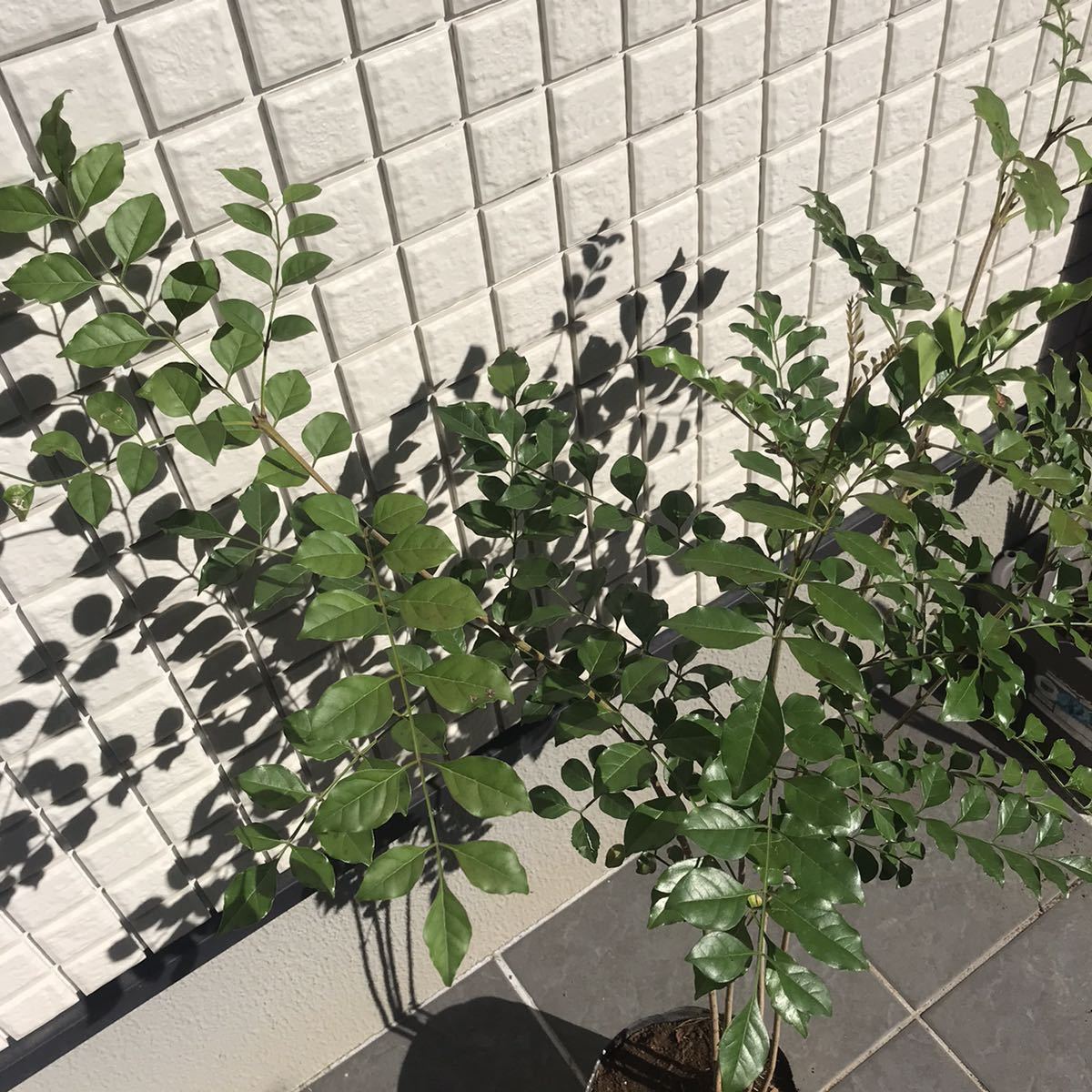 シマトネリコ 庭 植木 庭木 ガーデニング シンボルツリー 常緑 おしゃれ モダン 2 直接引取り歓迎 植木 庭木 売買されたオークション情報 Yahooの商品情報をアーカイブ公開 オークファン Aucfan Com シマトネリコ 庭 植木 庭木 ガーデニング シンボルツリー 常緑 おしゃれ モダン 2 直接引取り歓迎 植木 庭木 売買されたオークション情報 Yahooの商品情報をアーカイブ公開 オークファン Aucfan Com