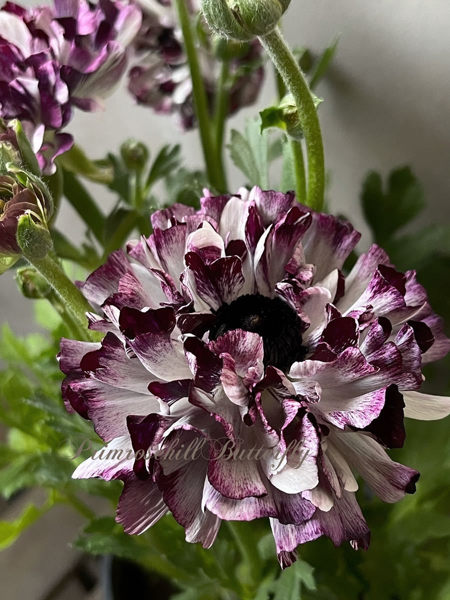 SPECIAL RANUNCULUS COLLECTION レア品種 変わり咲き ラナンキュラス イカロス パープル b(苗)|売買された ...