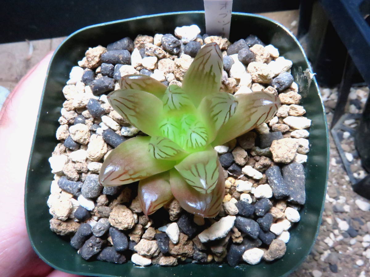 ハオルチア 花火 2 Brandsynariourdu Com