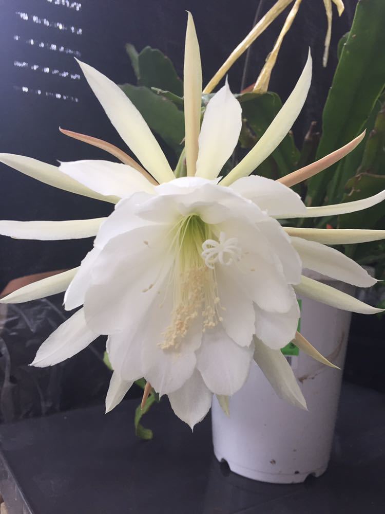 E つぼみ確認 白 クジャクサボテン サボテン 苗 売買されたオークション情報 Yahooの商品情報をアーカイブ公開 オークファン Aucfan Com