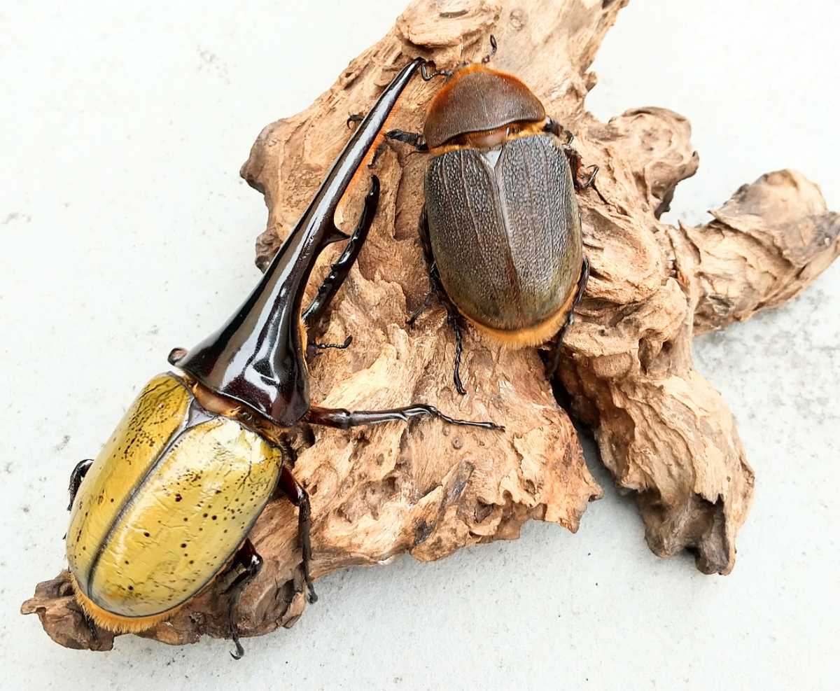 ヘラクレスオオカブト オスメスペア 優良血統 カブトムシ オスメスセット 外国産 売買されたオークション情報 Yahooの商品情報をアーカイブ公開 オークファン Aucfan Com