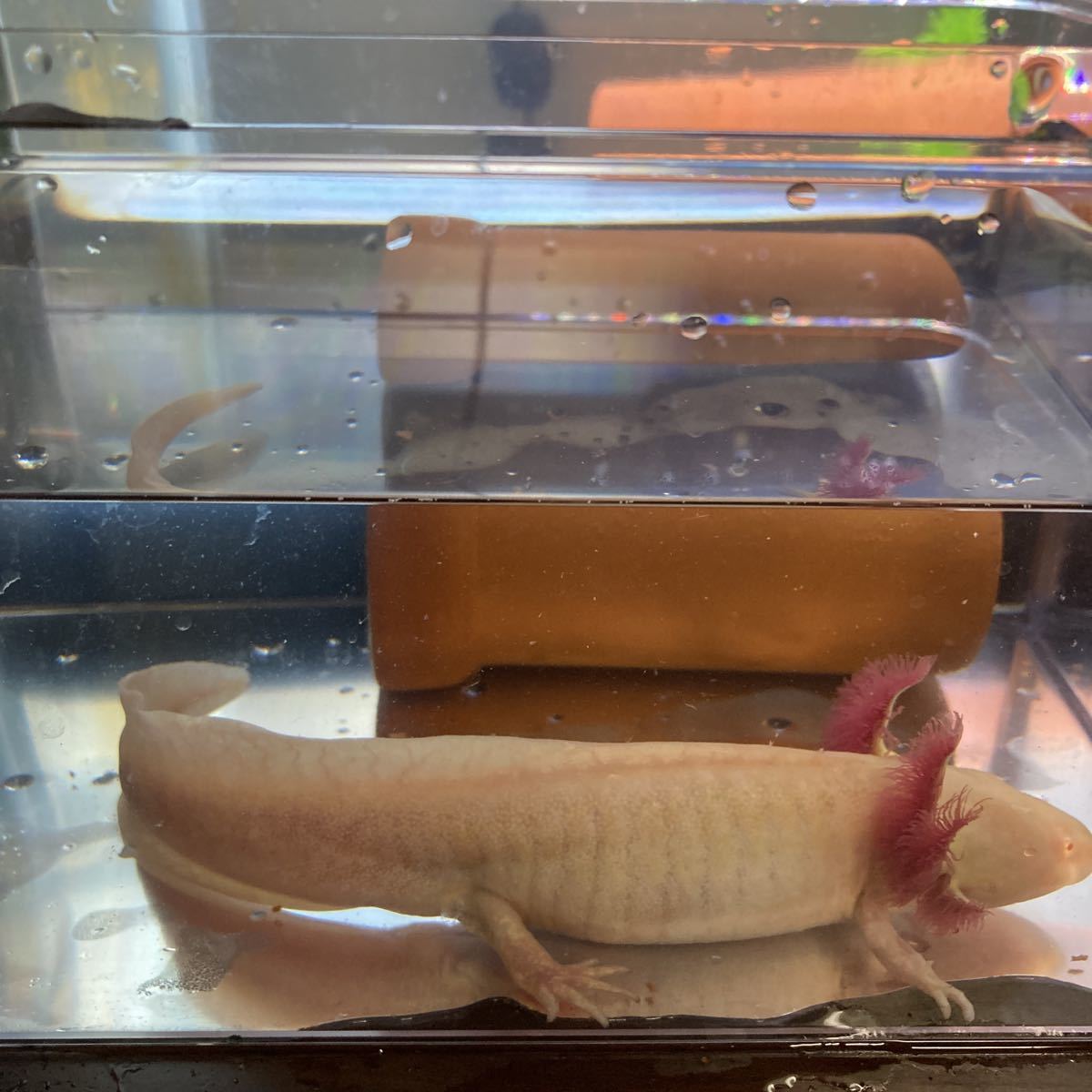 ウーパールーパー アルビノ Www Amrapalihotel Com