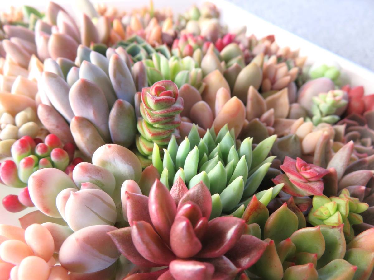 多肉植物 カット苗 60種類 名前表記します 春の寄せ植えにいかが か サボテン 売買されたオークション情報 Yahooの商品情報をアーカイブ公開 オークファン Aucfan Com