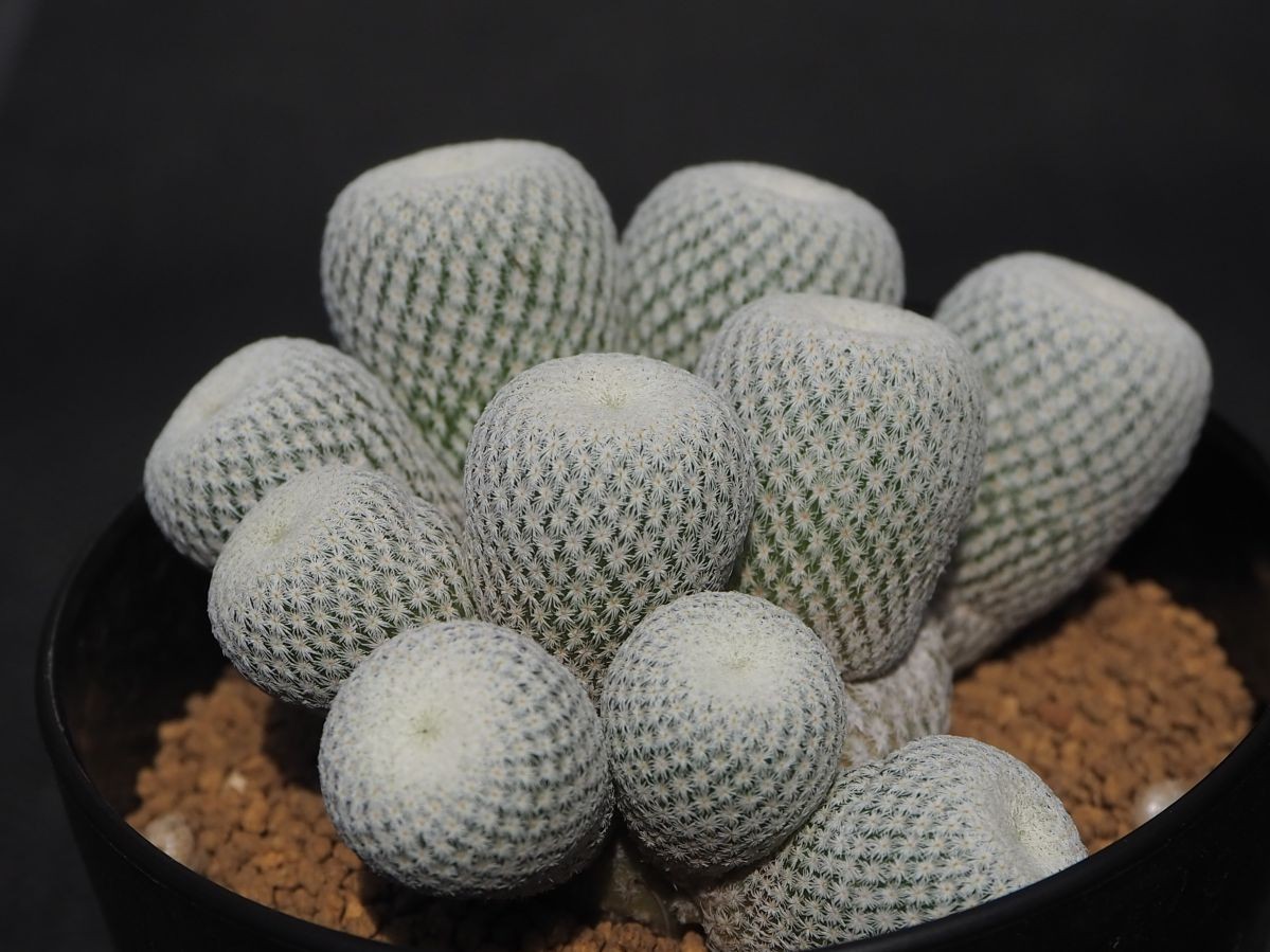 RR_小人の帽子　スノーホワイト　選抜種/Epithelantha bokei/1株/エピテランサ　ボケイ　自根