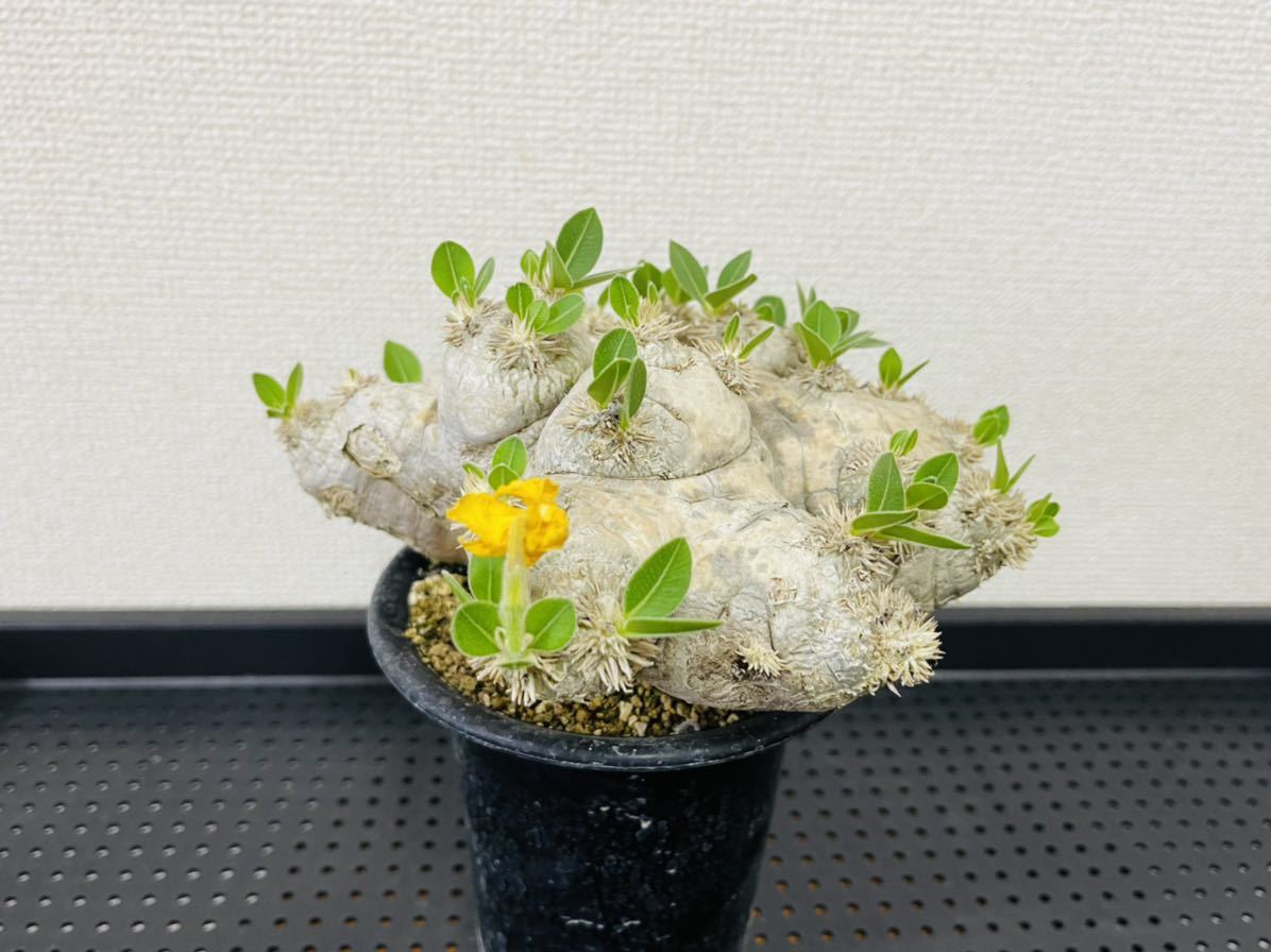 パキポディウム ブレビカウレ（恵比寿笑い）⁄ 白肌の現地球とリベンジ 