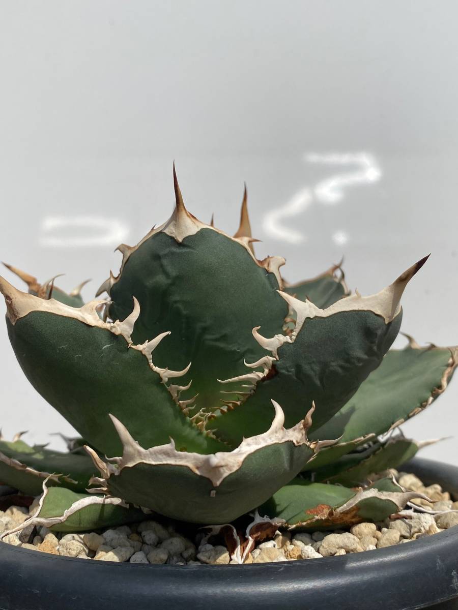 アガベ チタノタ オアハカ産 Agave titanota Oaxaca アガベ チタノタ