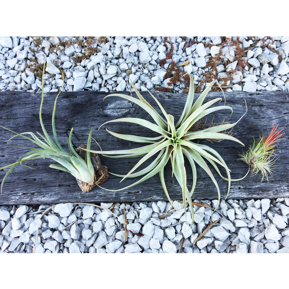 第四種郵便 エアープランツ ３点セット カプトメデューサエ イオナンタ カピタータは葉の傷みあり 各１点お得なティランジアセット アナナス 売買されたオークション情報 Yahooの商品情報をアーカイブ公開 オークファン Aucfan Com