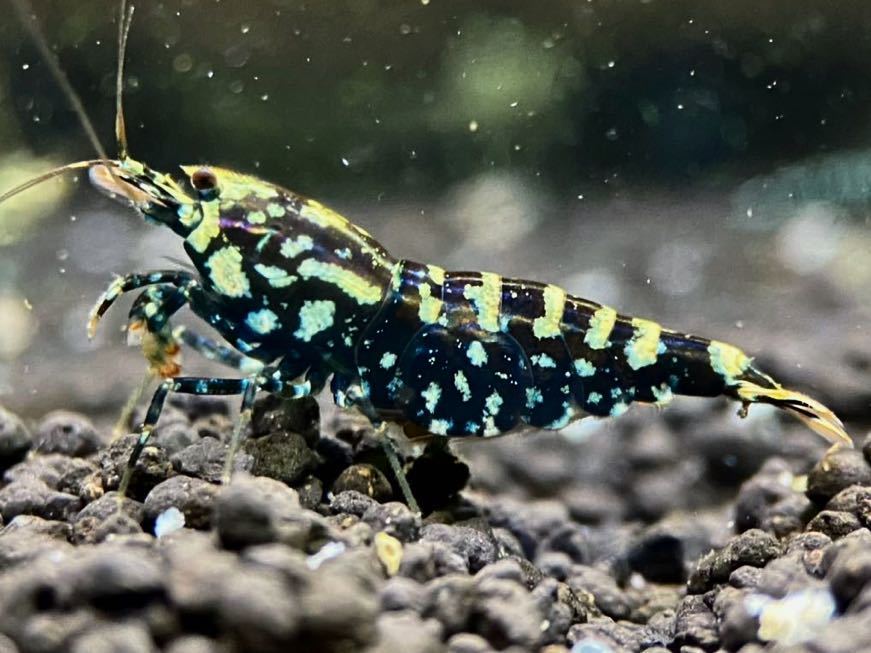 HY Shrimp 】ゼウスジェネレーション 画像の雌1匹（抱卵個体） Shrimp