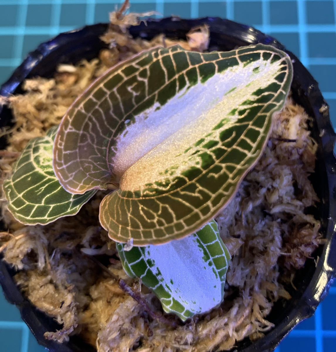 Anoectochilus roxburghii Milky way 【ジュエルオーキッド マコデスペトラ アネクトキルス】