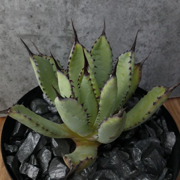 チタノタ アガベ Agave 八荒雷神 | 特選 曲棘八雷 ⁄ 現品お届けアガベ