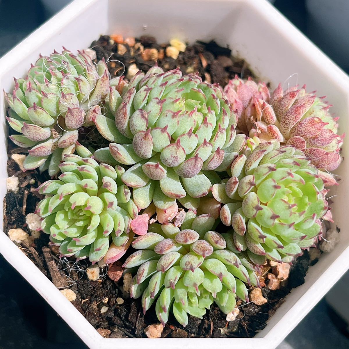 ヴィンセントカトー 多肉植物 1苗 苗 現物 （エケベリア ヴィンセント 