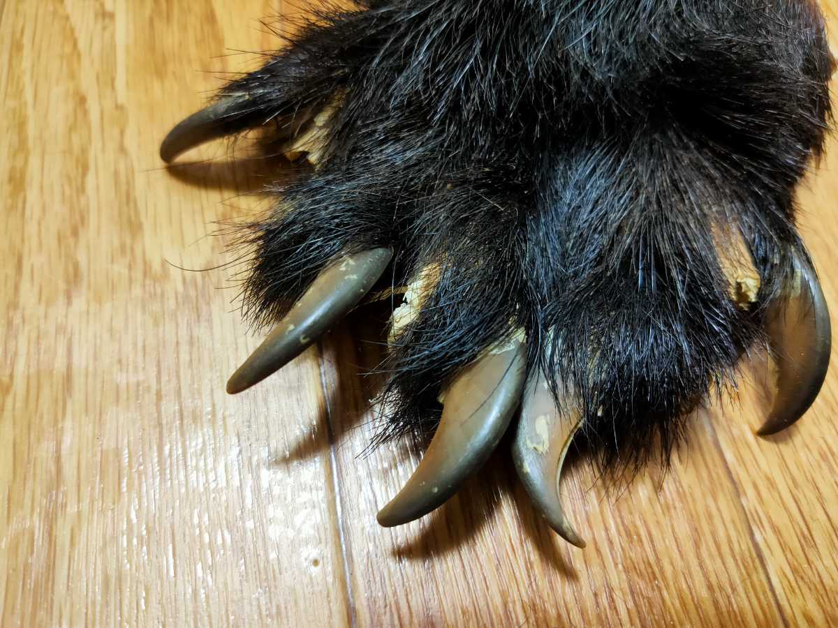 ○熊の手○ツキノワグマの手A 指5本 月の輪熊 ベア―クロー 熊爪 爪 熊