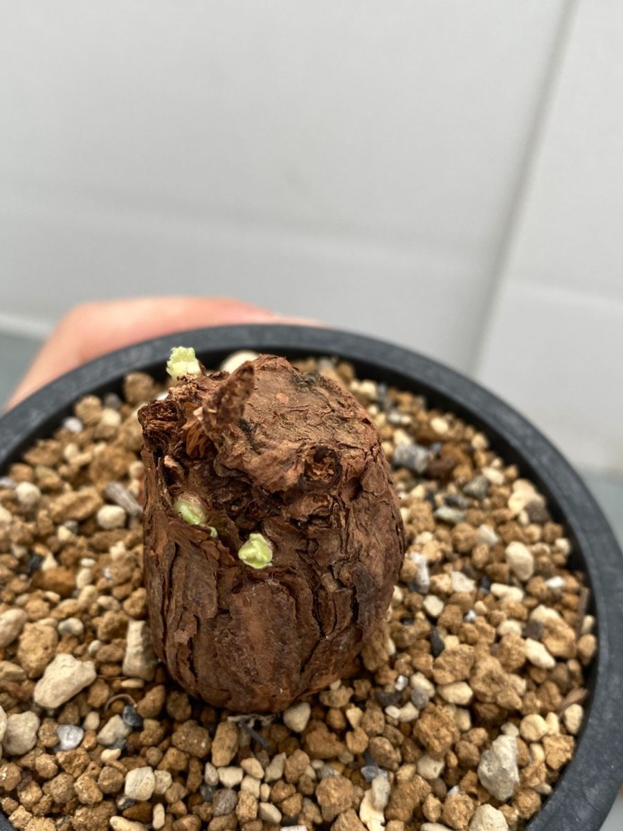 ニ6122 「現地」ペラルゴニウム トリステ 植え【塊根植物・未発根