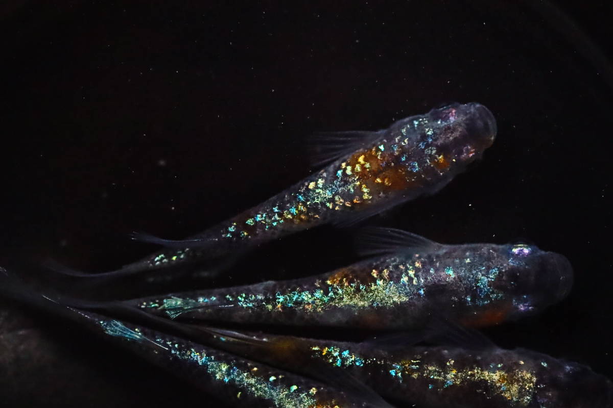 丸長 G8【 三色ラメ体外光　上物 】4匹！ メス 2匹、オス 2匹！ 現物出品！