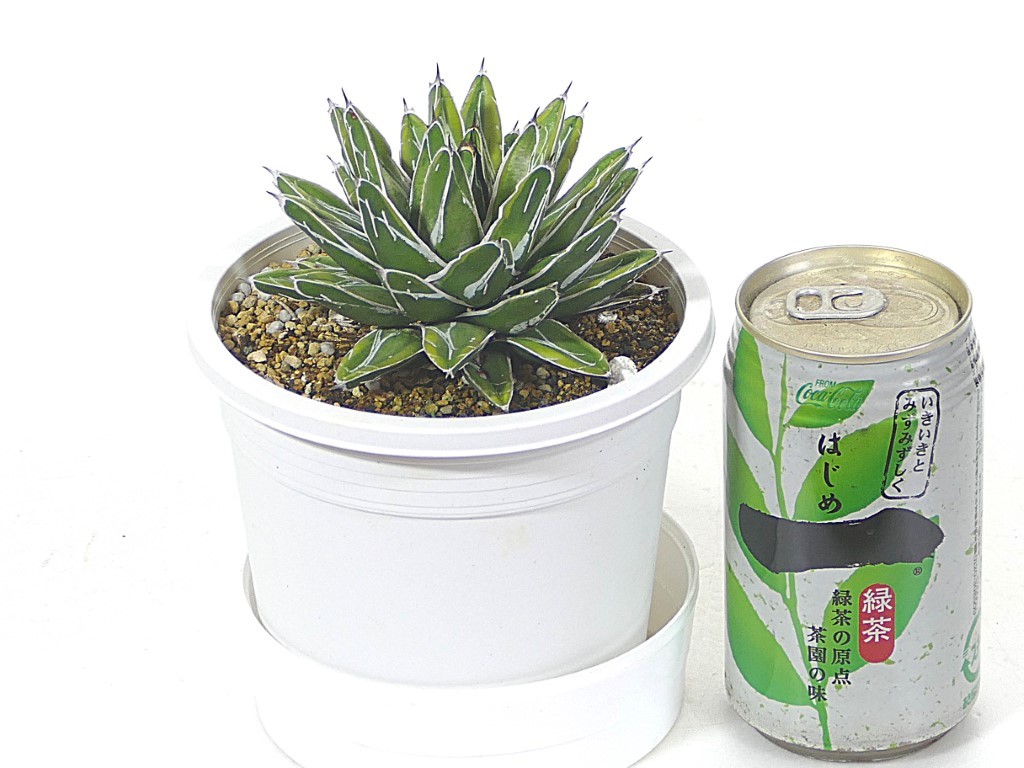 アガベ 姫笹の雪 黄覆輪 Www Quimicaberger Com Ar