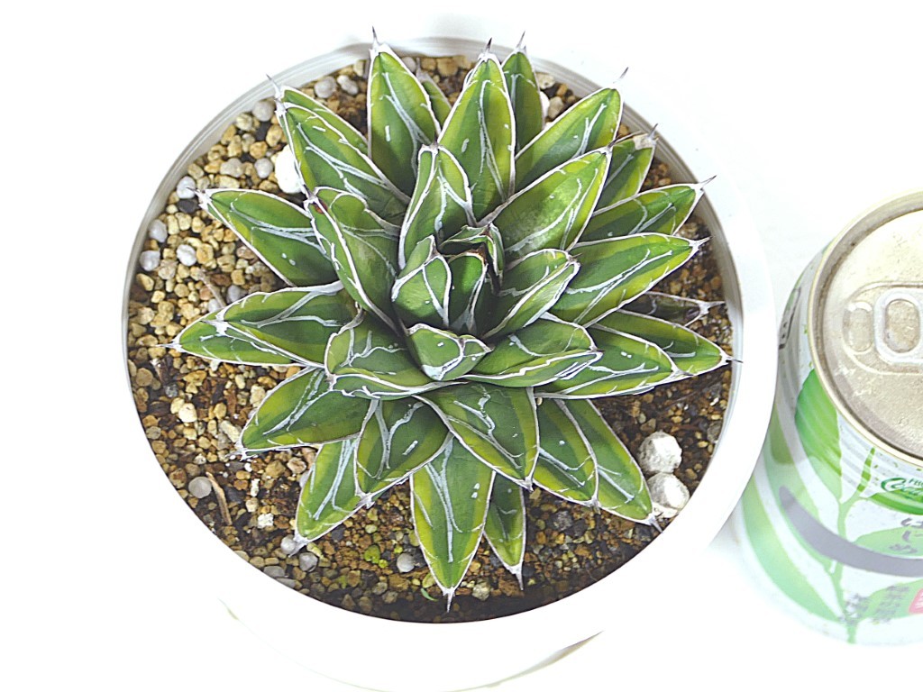 アガベ 姫笹の雪 黄覆輪 Www Quimicaberger Com Ar