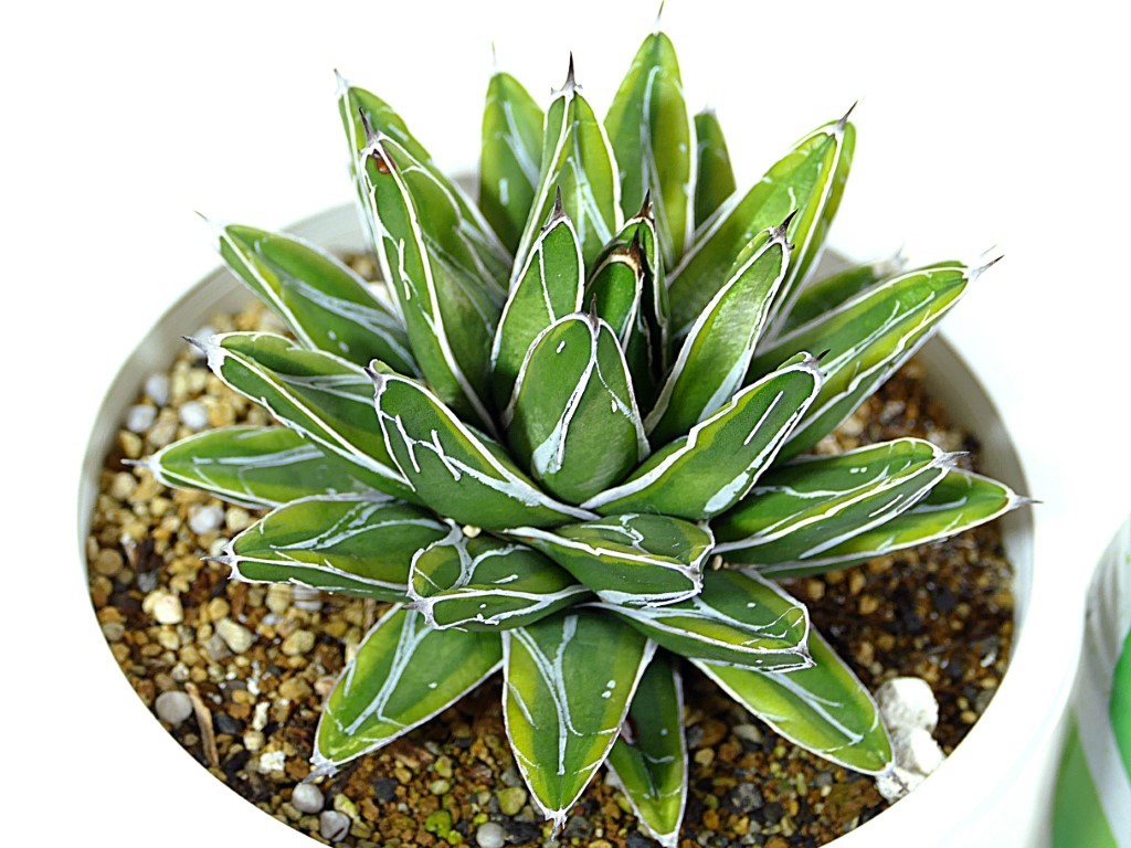 アガベ 姫笹の雪 黄覆輪 Www Quimicaberger Com Ar