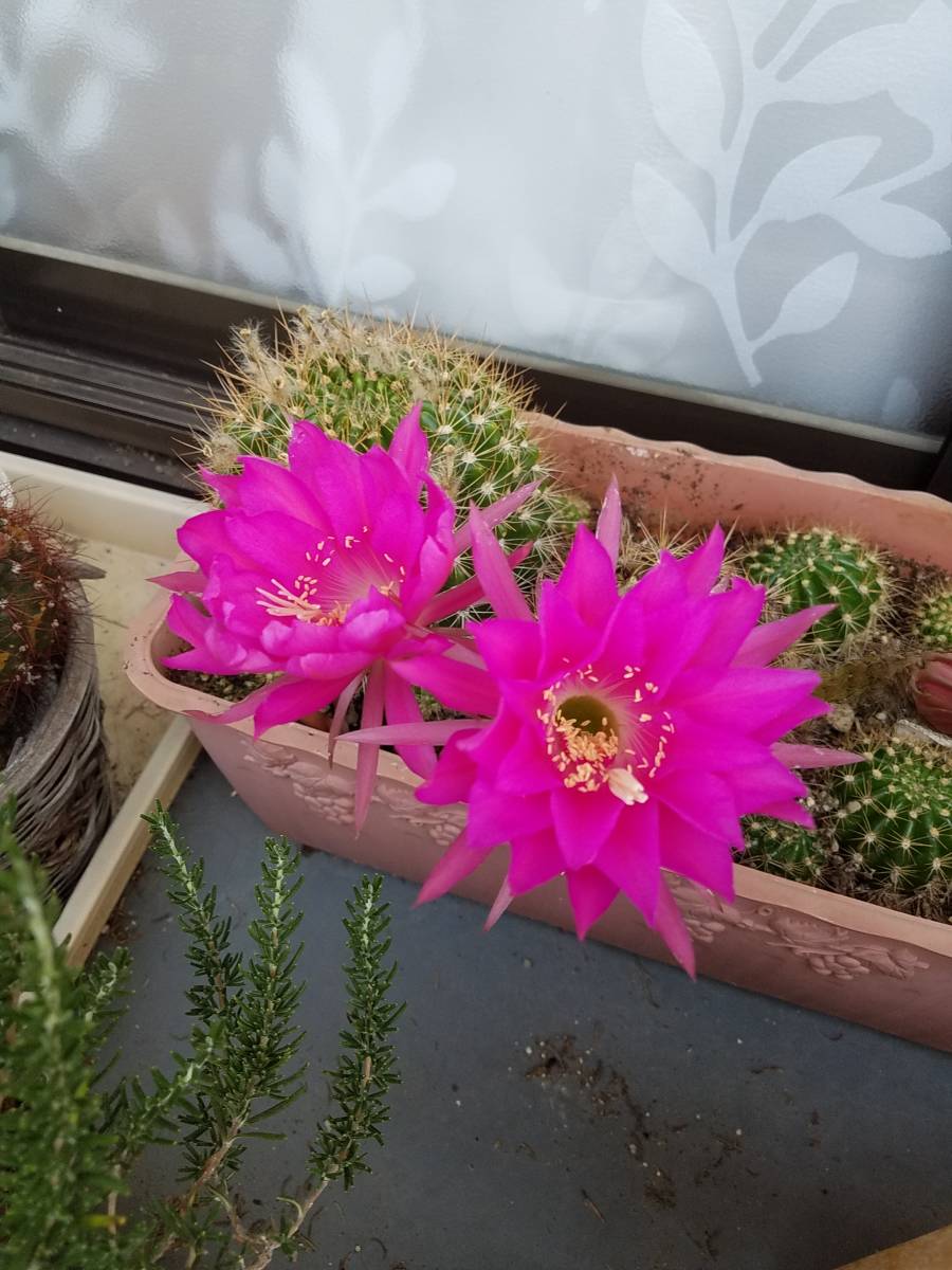 サボテン6cm 多肉植物 赤ピンク花 抜き苗 第4種郵便 サボテン 売買されたオークション情報 Yahooの商品情報をアーカイブ公開 オークファン Aucfan Com