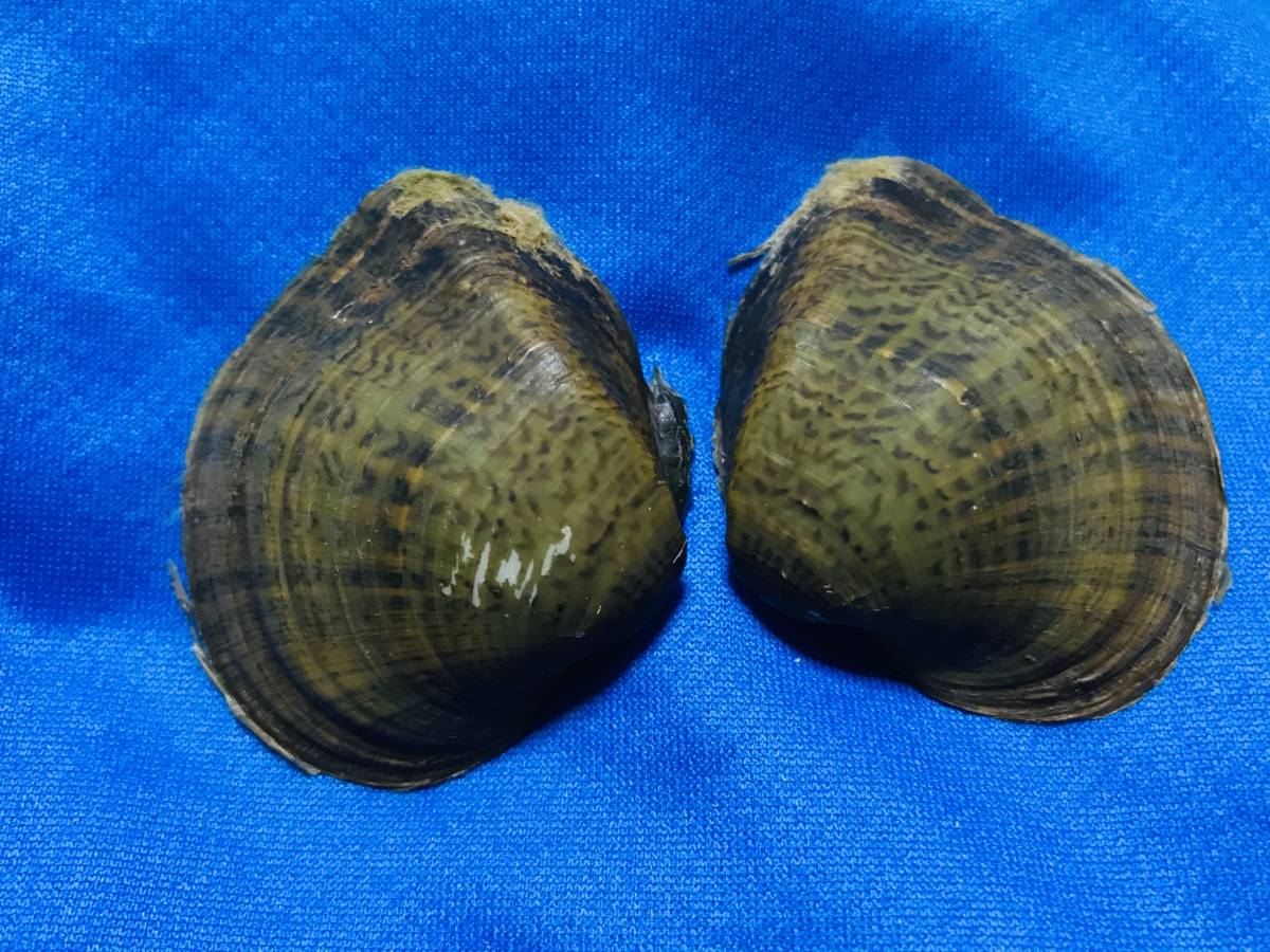 貝標本アメリカ淡水二枚貝Truncilla truncata 美品個体 オールド