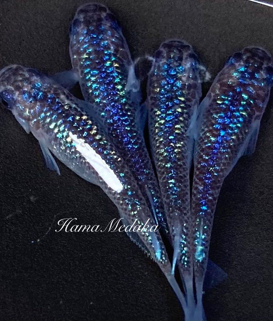 濵めだか 現物個体 オーロラサファイア 2ペア 種親は本家静楽庵様から購入 メダカa Www Pueblopanaca Com