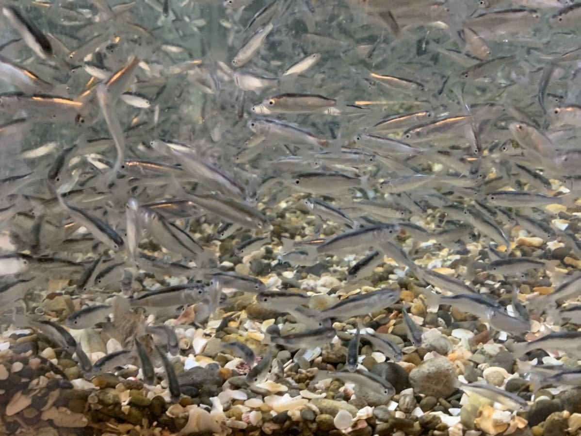 観賞魚 海水魚 ボラ幼魚2 3cm 100匹セット保証分匹 ｐ ｃ込み カエルアンコウとかの餌にいい 海水魚 売買されたオークション情報 Yahooの商品情報をアーカイブ公開 オークファン Aucfan Com
