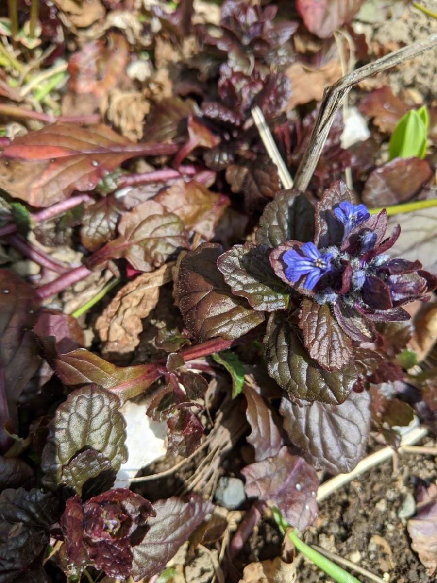 十二単衣 アジュガ 8芽 グランドカバー 雑草対策 ネコポス 苗 売買されたオークション情報 Yahooの商品情報をアーカイブ公開 オークファン Aucfan Com