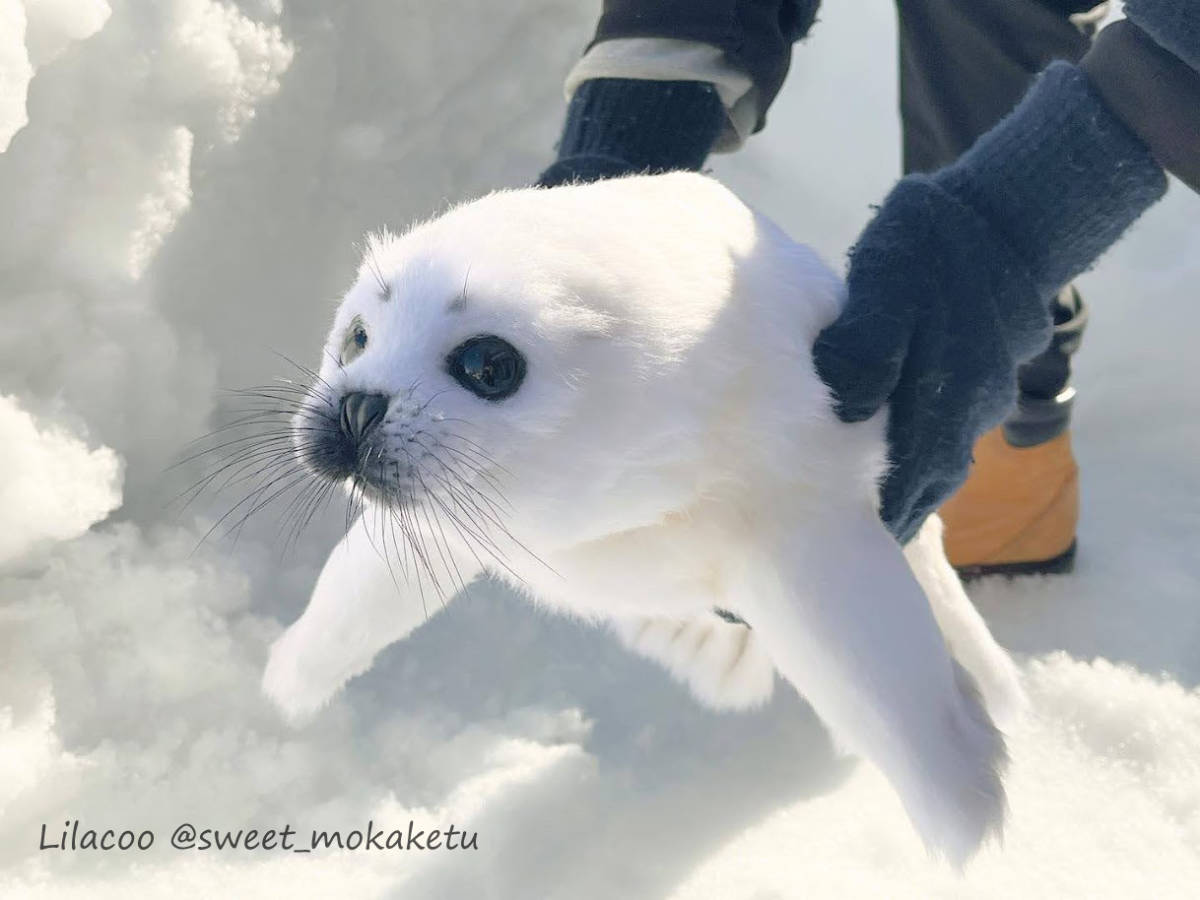 Lilacoo タテゴトアザラシ 赤ちゃん アートドール ぬいぐるみ harpseal 