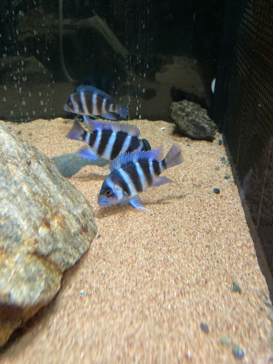  フロントーサ ザイールブルーミクラWF2 8cm前後 1匹(その他)｜売買されたオークション情報、yahooの商品情報をアーカイブ公開 - オークファン その他