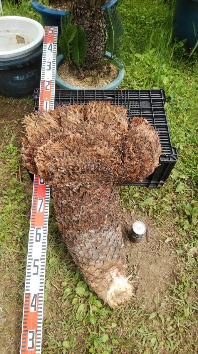 原木獅子ソテツ 特大 奄美大島産蘇鉄 原木獅子ソテツ 特大 奄美大島産蘇鉄