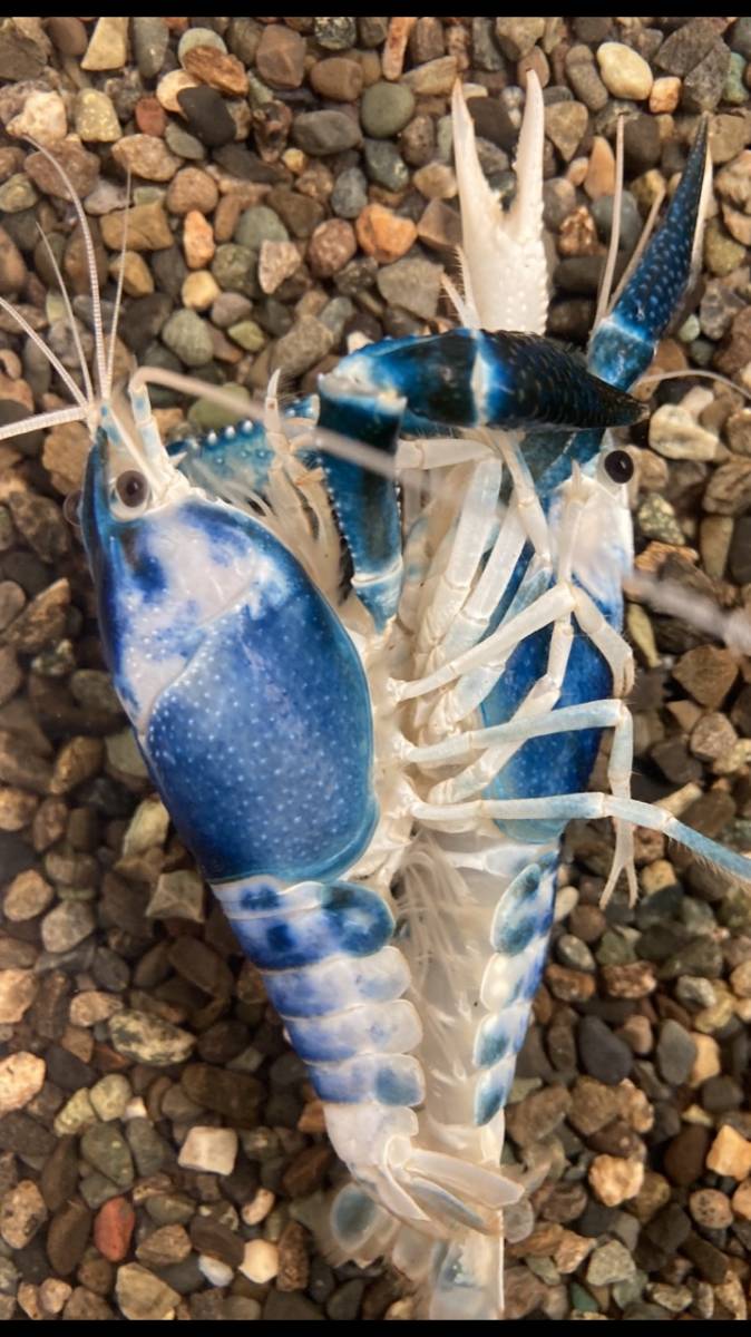 ☆ブルームーン☆ アメリカザリガニ 2ペア