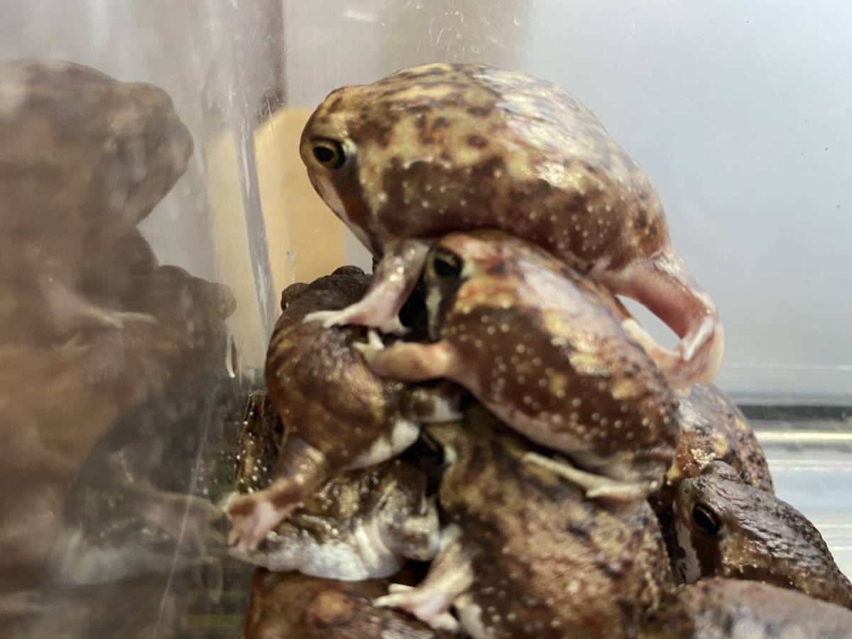 アメフクラガエル カエル 売買されたオークション情報 Yahooの商品情報をアーカイブ公開 オークファン Aucfan Com