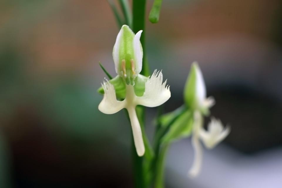 0414 スズキサギソウ 秋田県産 野生蘭 山野草 サギソウ サギ草 ラン 売買されたオークション情報 Yahooの商品情報をアーカイブ公開 オークファン Aucfan Com