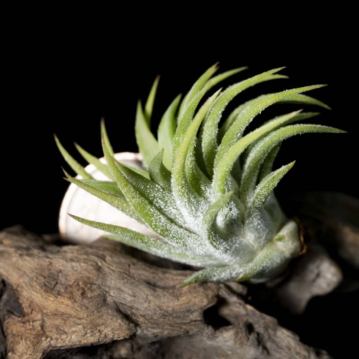 Tillandsia ionantha Small Clone ティランジア イオナンタ Tillandsia ionantha Small Clone ティランジア イオナンタ