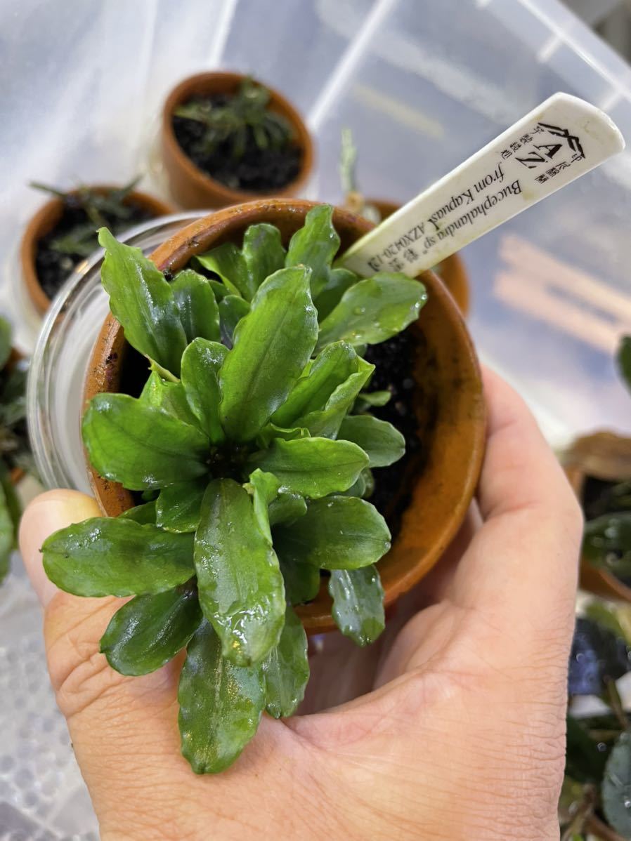 Bucephalandra sp“彩雲”from Kapuas【AZX0420-12】 ブセファランドラ